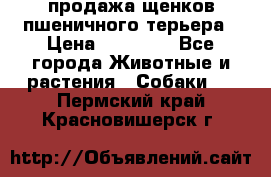 продажа щенков пшеничного терьера › Цена ­ 35 000 - Все города Животные и растения » Собаки   . Пермский край,Красновишерск г.